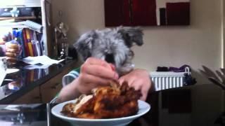 Dog man eating chicken