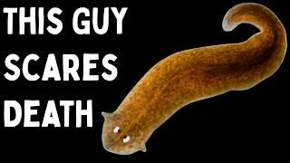 The Animals That Can Actually Live Forever