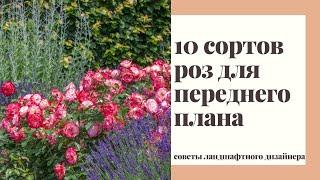 Почвопокровные розы в дизайне сада. 10 лучших сортов роз для переднего плана розария и цветника.