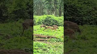 Enchanting Wildlife: Spotted Deer of Bandipur in safari  best place near bangalore weekend gateway