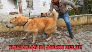 TÜRK ÇOBAN KÖPEĞİ ŞAMPİYONUNU HAVZADAN GETİRDİM-YENİ KÖPEĞİM TARÇIN (200 BİN LİRA VERDİLER VERMEDİM)