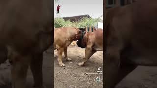 Boerboels Fiona and Groot go boom#fighting #party#reels #bulldog #viral #cars