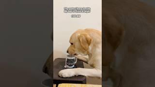 We really Share everything  @yuvimicky #dog #labrador #pets