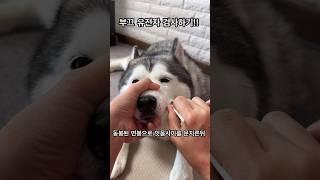 부끄 유전자 검사하기 (결과공개!!!!!)