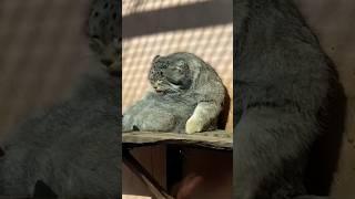 Pallas’s cat #cute #animals