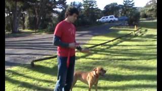 Solve All Your Dog Problems with New Dog Training Method! Video2