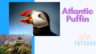 Atlantic Puffin facts | About Atlantic Puffin Bird