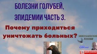 Болезни голубей, эпидемии часть 3. Почему приходиться уничтожать больных?