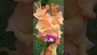 Moonlight hill flower farm LLC