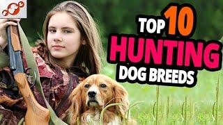  Hunting Dogs – TOP 10 Best Hunting Dog Breeds In The World!