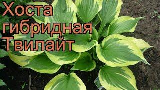 Хоста гибридная Твилайт (hosta hybrida twilight)  Твилайт обзор: как сажать, рассада хосты Твилайт