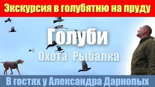 Экскурсия в голубятню на пруду. Голуби, охота, рыбалка. Три хобби в одном месте -Дарнопых А.Г.