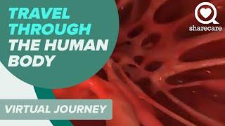 Top VR Videos Of The Human Body - 360/Virtual Reality Experience