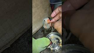 indian Ringneck parrot baby feeding 