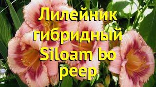 Лилейник гибридный Силоам Бо Пип. Краткий обзор, описание характеристик hemerocallis Siloam bo peep