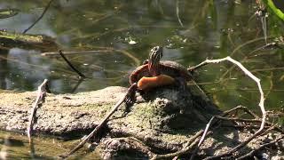 Eastern Painted Turtle (Chrysemys picta picta)