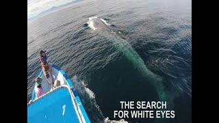 Watch blue whales in the Sea of Cortez, Baja California| Great Whale Conservancy