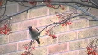 Waxwing