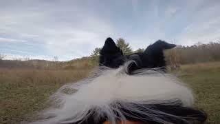 Rufus the border collie with GoPro tour