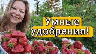 Это Удобрение Вносят Один Раз! Умные Удобрения | Светлана Самойлова