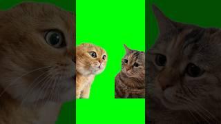 Green Screen Talking Cats Meme | Relationship Cats Meme