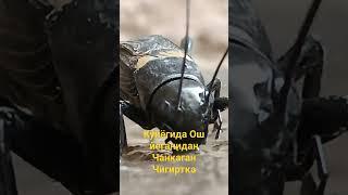 Чанкок Чигиртка.