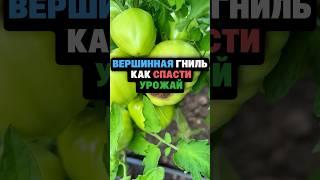 Вершинная гниль как спасти урожай