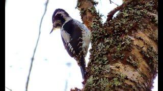 Pohjantikka (Picoides tridactylus)