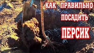 Как Правильно Посадить Персик ! / how to plant a peach