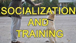 Socialization and training - what is better to make a dog obey