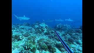 Chasse sous-marine Paraha vs Raira Spearfishing  Tahiti