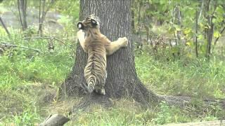 Amur Tigers Play Hide-and-go seek and Tag at the Bronx Zoo