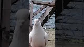 Pakistani pigeons indian kabootar. Birmingham UK 07419890957. Shirali