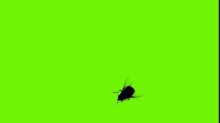 Муха на зеленом фоне Housefly Isolated on the Green Screen