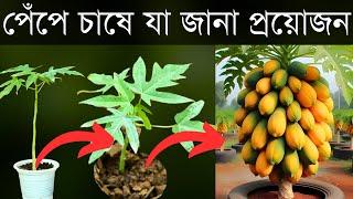 আধুনিক পেঁপে চাষের A to Z তথ্য 2024 | পেঁপে চাষে যা জানতেই হবে