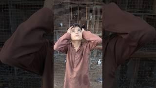 Kabootar ki video || The pigeon taught the eagle a lesson ️#shorts #shortsfeed #pigeon #kabootar