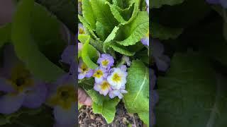 Когда и как лучше поделить примулы