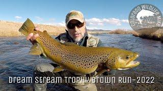 Dream Stream Trophy Brown Run -2022