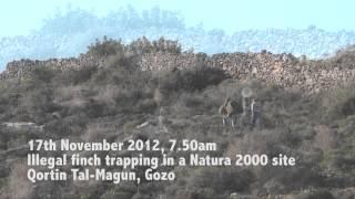 Illegal trapping in Gozo, 17th November 2012