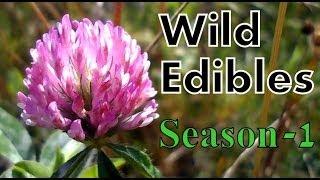 Wild Food Foraging- Season 1