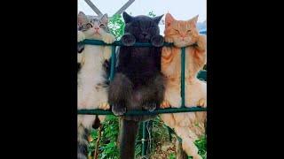  Neighborhood gang!  Funny video with cats and kittens on the new channel Baraban-TV! 