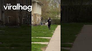 Dramatic Husky Isn't Ready for Walk to End || ViralHog