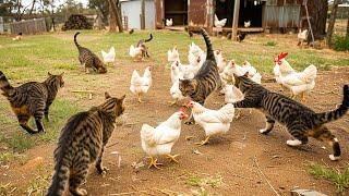 How Australian Farmers Deal With Millions Of Invasive Feral Cats