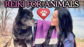 Reiki Healing for Pets with Sound Music  Energy Healing For Animals