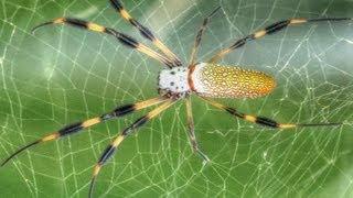 Golden Silk Orb Weaver Spider