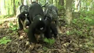 Dogs 101   Bluetick Coonhound