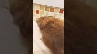 мем с Коржиком