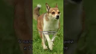 Редкие породы собак #shorts #породысобак