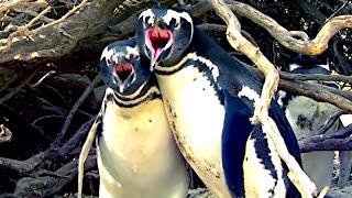 Ozzy Man Reviews: Homewrecker Penguin Fight