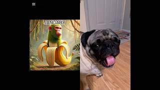 The Bizarre Science of Pug Brain Rot
